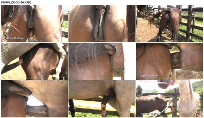 Big Animals Porn - Big Pussy Animal 4 [Animal Porn HD-720p] | Zoo Sex Site â„–1