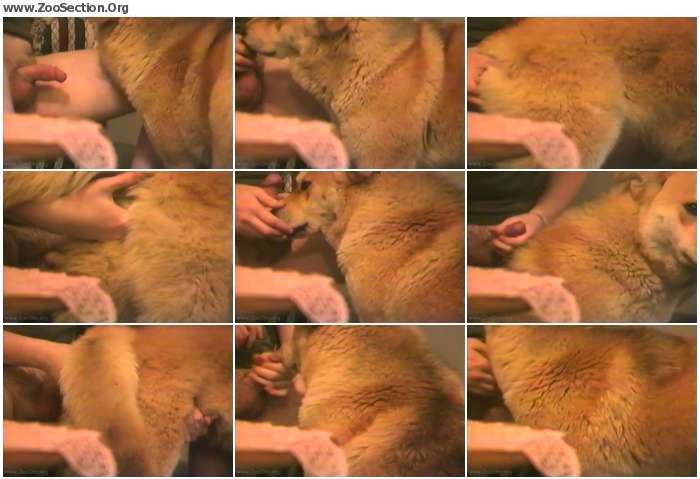 a5e8d71012383384 - Dogs Loves Good Foreplay / AnimalSex Video