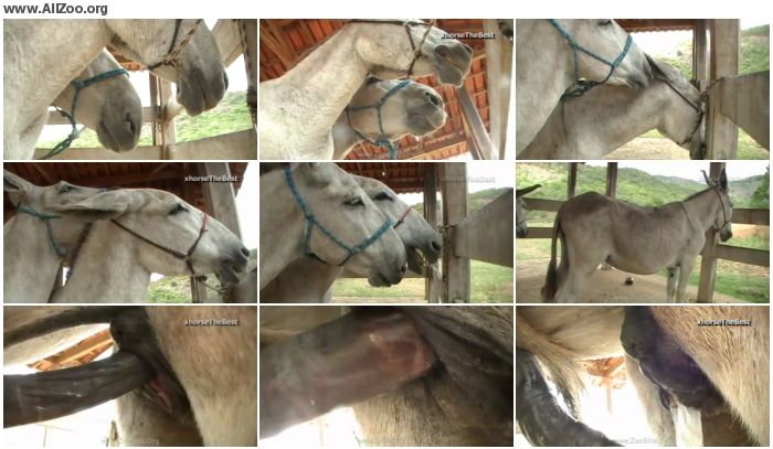 700px x 407px - Donkey Mating - Animal Porn 1080p/720p | ALLZoo.Org