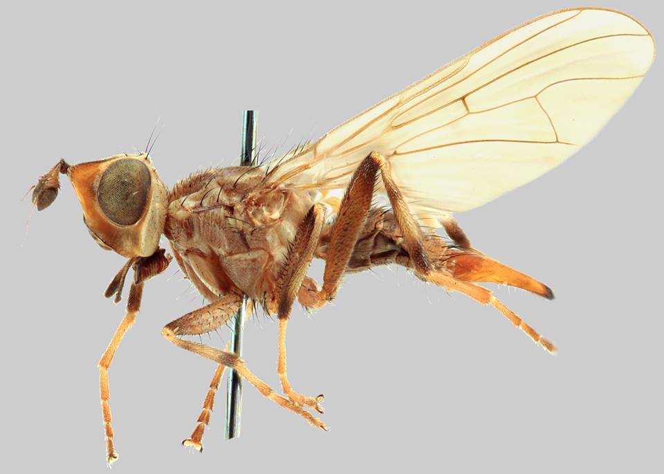 Osa acuta Paramonov &amp;amp; Korneyev species nova