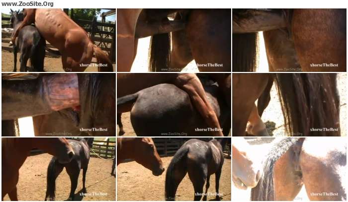 Animal Varjin Porn - Mare Virgin 4 [Animal Porn HD-720p] â€“ Zoo Sex Site â„–1