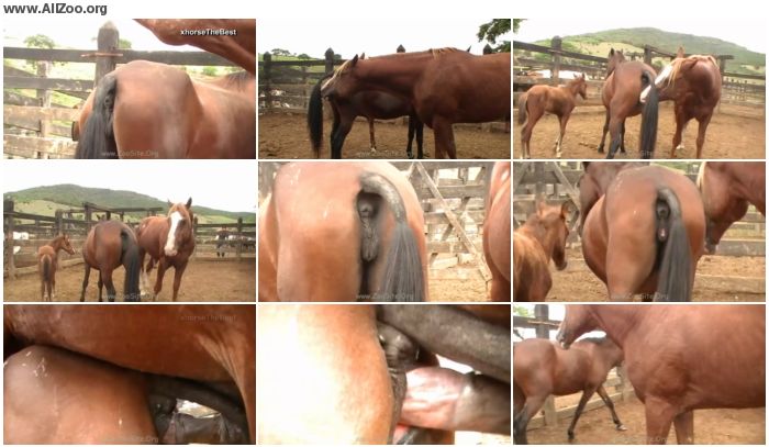 Stallion Vs Mare In Foal Heat - Animal Porn 1080p/720p.