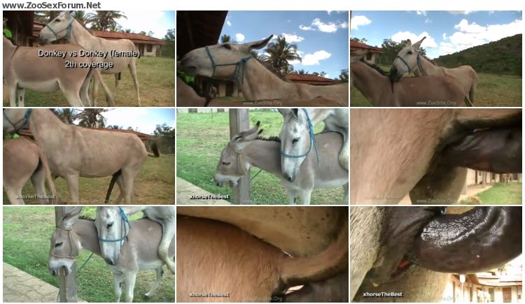 750px x 435px - Donkey Mating 2th Coverage [ZooSex HD-720p/1080p] - Zoo Sex Forum - Animal  Porn Download