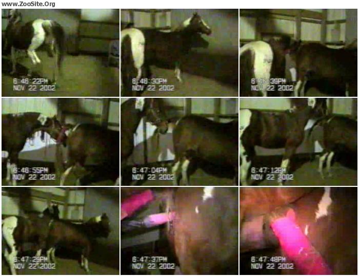 700px x 539px - Horse Mating 1 - ZooSex Tube Amateur | Zoo Sex Site â„–1