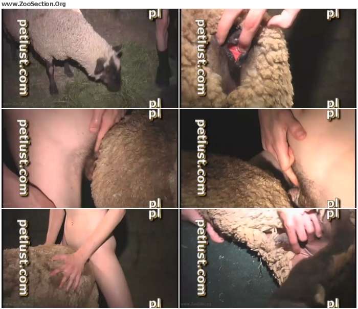 2007911012377934 - Man Fuck Animals - Petlust - Sheepish Grin / AnimalSex Video