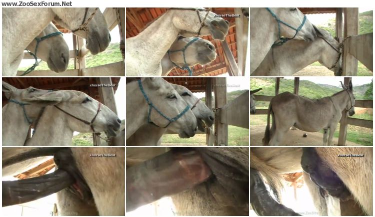 Donkey Mating Porn - Donkey Mating [ZooSex HD-720p/1080p] - Zoo Sex Forum - Animal Porn Download