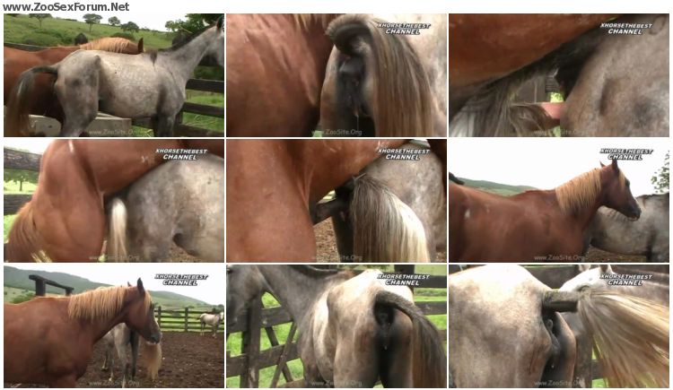 Man fucking foal - 🧡 Stallion Vs Mare In Foal Heat - Animal Porn 1080p/720...