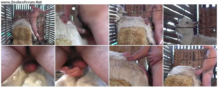 Men And Sheep Porn