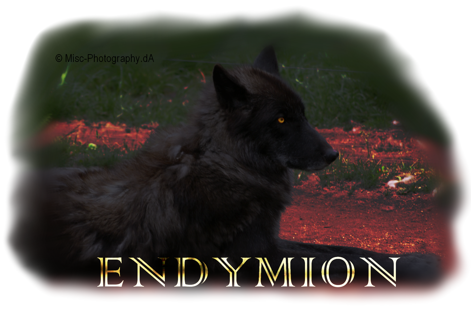 Endymion Header Image