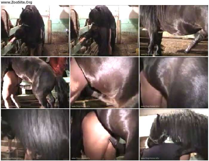 Horse Fucking Zoo Porn