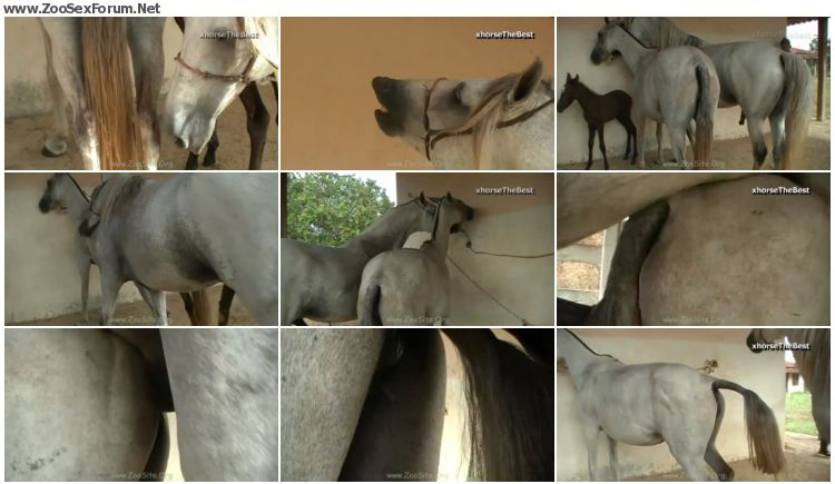 750px x 435px - Horse Stallion Hot [ZooSex HD-720p/1080p] - Zoo Sex Forum - Animal ...