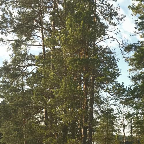 Aleksi Perala — Midnight Sun 5 A (2021)
