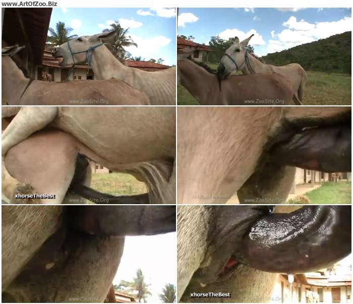 Donkey Mating 2th Coverage - HD ZooSex 720p/1080p | ArtOfZoo.Biz