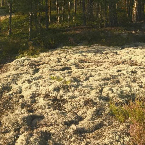 Aleksi Perala — Midnight Sun 5 C (2021)