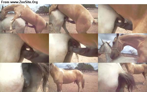 872eff1333125854 - Cavalo Copulando Ii - Copulating Horse / Horse Sex Video